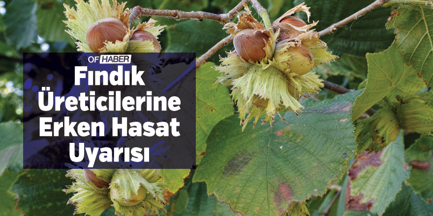 Fındık Üreticilerine Erken Hasat Uyarısı