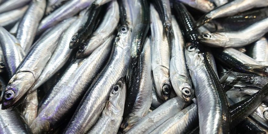 HAMSİ İHRACATI 9,5 MİLYON DOLAR KAZANDIRDI