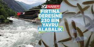 Fırtına Deresi'ne 230 Bin Yavru Alabalık Bırakıldı