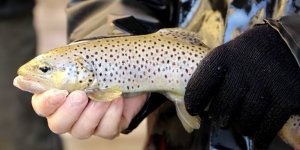 Alabalık Yumurtaları Markalanıyor