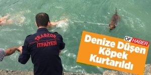 Akçaabat'ta Denize Düşen Köpek Kurtarıldı