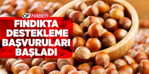 Fındıkta Destekleme Başvuruları Başladı