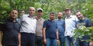 Fındıkta Rekolte Tahmin Çalışması Sona Erdi