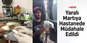 Yaralı Martıya Hastanede Müdahale Edildi