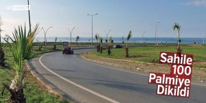 Trabzon'da Sahile 100 Palmiye Fidanı Dikildi