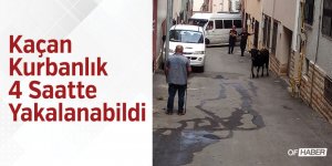 Kaçan Kurbanlık 4 Saatte Yakalanabildi