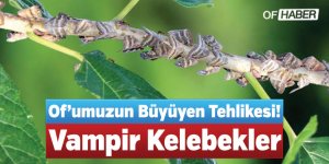 Of’umuzun Büyüyen Tehlikesi! Vampir Kelebekler