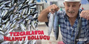 Karadeniz'de Tezgahlarda Palamut Bolluğu