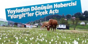 Yayladan Dönüşün Habercisi "Vargit"ler Çiçek Açtı