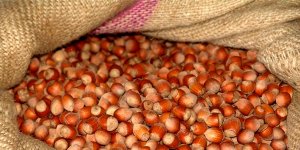 Trabzon'da Fındık Hırsızları Tutuklandı