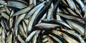 Hamsi İhracatı Sezona Hızlı Başladı