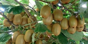 Kivide Erken Hasat Uyarısı