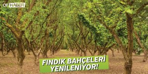 Fındık Bahçeleri Yenileniyor