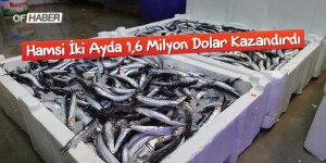 Hamsi İki Ayda 1,6 Milyon Dolar Kazandırdı