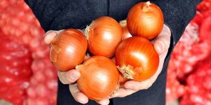 Doğu Karadeniz'den Rusya'ya en çok kuru soğan ihraç edildi