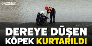 Trabzon'da Dereye Düşen Köpek Kurtarıldı