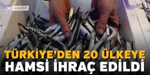 Türkiye'den 20 Ülkeye Hamsi İhraç Edildi