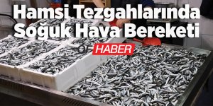 Hamsi Tezgahlarında Soğuk Hava Bereketi