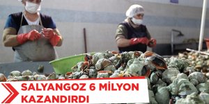 Uzak Doğu'ya "Salyangoz" İhracatı