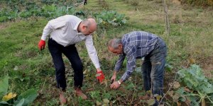 Fındıkta Örnek Bahçeler Budanıyor