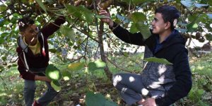 Öğrenciler Kivi Hasadı Yaptı