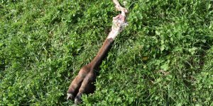 Zağnos Vadisi'nde Deve Ayakları Bulundu