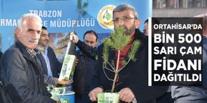 Trabzon'da Bin 500 Sarı Çam Fidanı Dağıtıldı