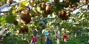 Kivi Üreticilerine Budama Uyarısı